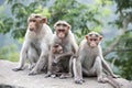 Front view. A family of Rhesus Macaques sitting near a highway in India