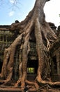Front View of the Famous Old Tree in Wat Ta Prohm Royalty Free Stock Photo