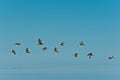 Brown pelicans flying in formation over tropical water