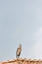 great blue heron standing on a tropical red tile roof