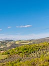 Landscape near Brunello, with grove of olive trees, Italy