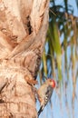 Red Belly Woodpecker