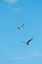 Royal tern and osprey hawk flipping over tropical waters