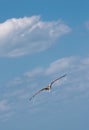 Brown pelican gliding on tropical, air, up drafts