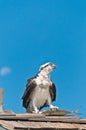 Osprey standing on wood roof, with fish in talons