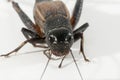 Front view of female Fall Field Cricket on a white background