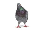 Front view of a feral pigeon, isoated on white Royalty Free Stock Photo