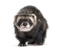 Front view of a ferret, isolated Royalty Free Stock Photo