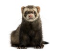 Front view of a Ferret looking at the camera, isolated Royalty Free Stock Photo