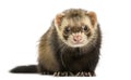 Front view of a Ferret looking at the camera, isolated Royalty Free Stock Photo