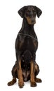 Front view of Fila Brasileiro, sitting Royalty Free Stock Photo