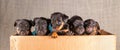 Front view of five Jack russel puppies in a cardboard box. Only the heads and a few legs protrude above the rim. Border