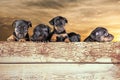 Front view of five Jack russel puppy heads, standing behind a wooden wall. Dramatic brown sky with clouds in the