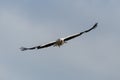 Front view flying white stork ciconia ciconia, spread wings