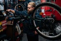 Front view of focused cycling mechanic male repairing mountain bicycle standing on bike rack working in bicycle repair Royalty Free Stock Photo