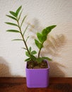 Fresh apartment flower in a purple square vase with its shadows on a white background Royalty Free Stock Photo