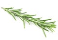 Front view of fresh green rosemary branch isolated on white background. Rosemary sprig