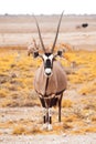 Front view of gemsbok, gemsbuck, Oryx gazella, antelope. Native to the Kalahari Desert, Namibia and Botswana, South Royalty Free Stock Photo