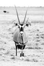 Front view of gemsbok, gemsbuck, Oryx gazella, antelope. Native to the Kalahari Desert, Namibia and Botswana, South