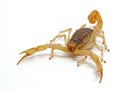 Front view of a giant desert hairy scorpion, Hadrurus arizonensis, isolated, cECP 2012 Royalty Free Stock Photo