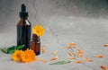 Front view of glass bottles of calendula essential oil with fresh marigold. Royalty Free Stock Photo