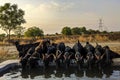 Front view of goats drinking water in the evening