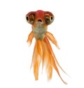 Front view of a Goldfish swimming islolated on white