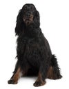 Front view of Gordon Setter dog, sitting Royalty Free Stock Photo