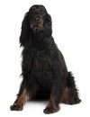 Front view of Gordon Setter dog, sitting