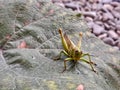 Front view of grasshopper leaves on orange grape leaves Royalty Free Stock Photo