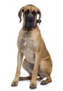 Front view of Great Dane, sitting Royalty Free Stock Photo