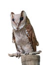 Front view of Great Horned Owl, Bubo Virginianus Subarcticus, st