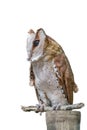 Front view of Great Horned Owl, Bubo Virginianus Subarcticus, st