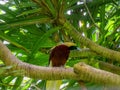 Front view of a greater bird of paradise in bali