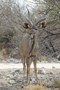 Front-view of Greater Kudu, Etosha Royalty Free Stock Photo