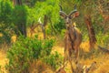 Greater kudu South Africa Royalty Free Stock Photo