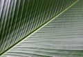 Green banana leaf with beautiful patterns Royalty Free Stock Photo