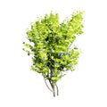 Front View Green Blueberry Tree Isolated On White Background. Realistic 3D Render Royalty Free Stock Photo