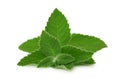 Front view on green mint twig (isolated)