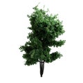 Front View Green Tree Isolated On White Background. Realistic 3D Render Royalty Free Stock Photo