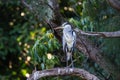 Grey heron bird perched on tree Royalty Free Stock Photo