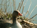 Front view of a greylag goose in the nest