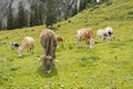 Front view of a group austrian cows grazing in a mountain meadow during summer. Royalty Free Stock Photo