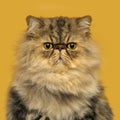 Front view of a grumpuy Persian cat sitting Royalty Free Stock Photo