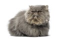 Front view of a grumpy Persian cat, lying, looking away