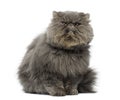 Front view of a grumpy Persian cat, sitting, looking up Royalty Free Stock Photo