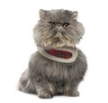 Front view of a grumpy Persian cat wearing a tartan harness Royalty Free Stock Photo