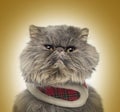 Front view of a grumpy Persian cat wearing a tartan harness