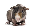 Front view of hairless guinea pig, isolated Royalty Free Stock Photo