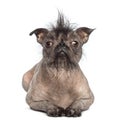 Front view of a Hairless Mixed-breed dog, mix between a French bulldog and a Chinese crested dog, lying and looking at the camera